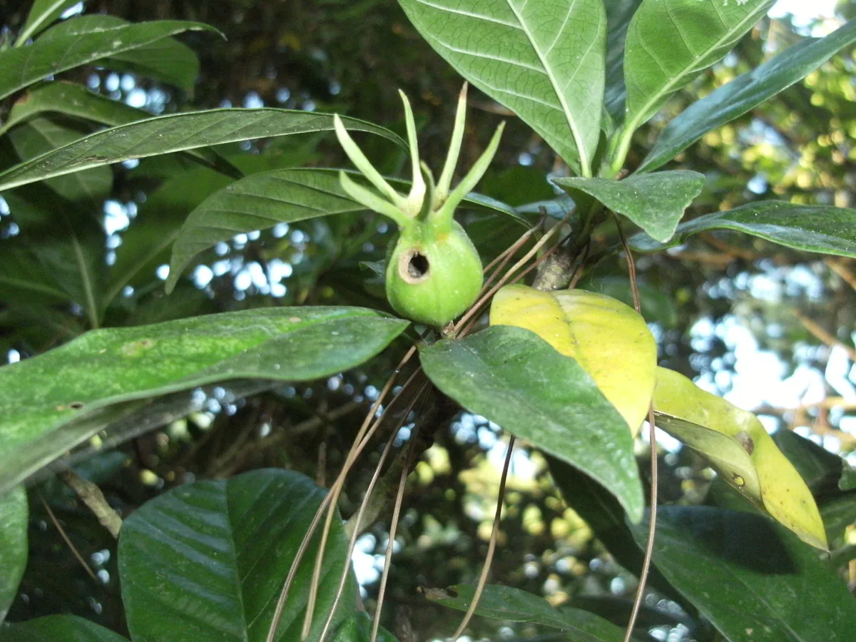 gardenia (Gardenia jasminoides), photograph