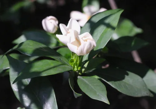 Photo: no rights reserved · CC0 · via iNaturalist gardenia (Gardenia jasminoides), photograph