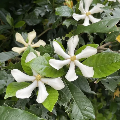 gardenia (Gardenia jasminoides), photograph