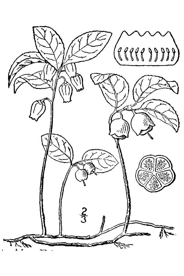 Wintergreen (Gaultheria procumbens), botanical illustration