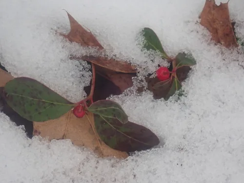 wintergreen (Gaultheria procumbens), photograph