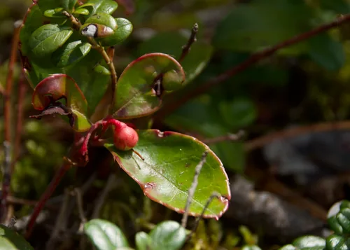 Wintergreen (Gaultheria procumbens), photograph