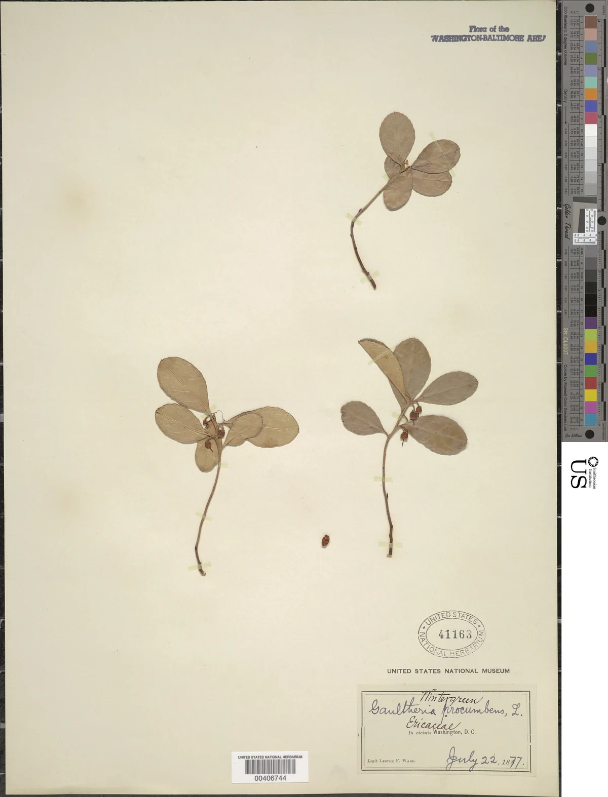 Wintergreen (Gaultheria procumbens), photograph