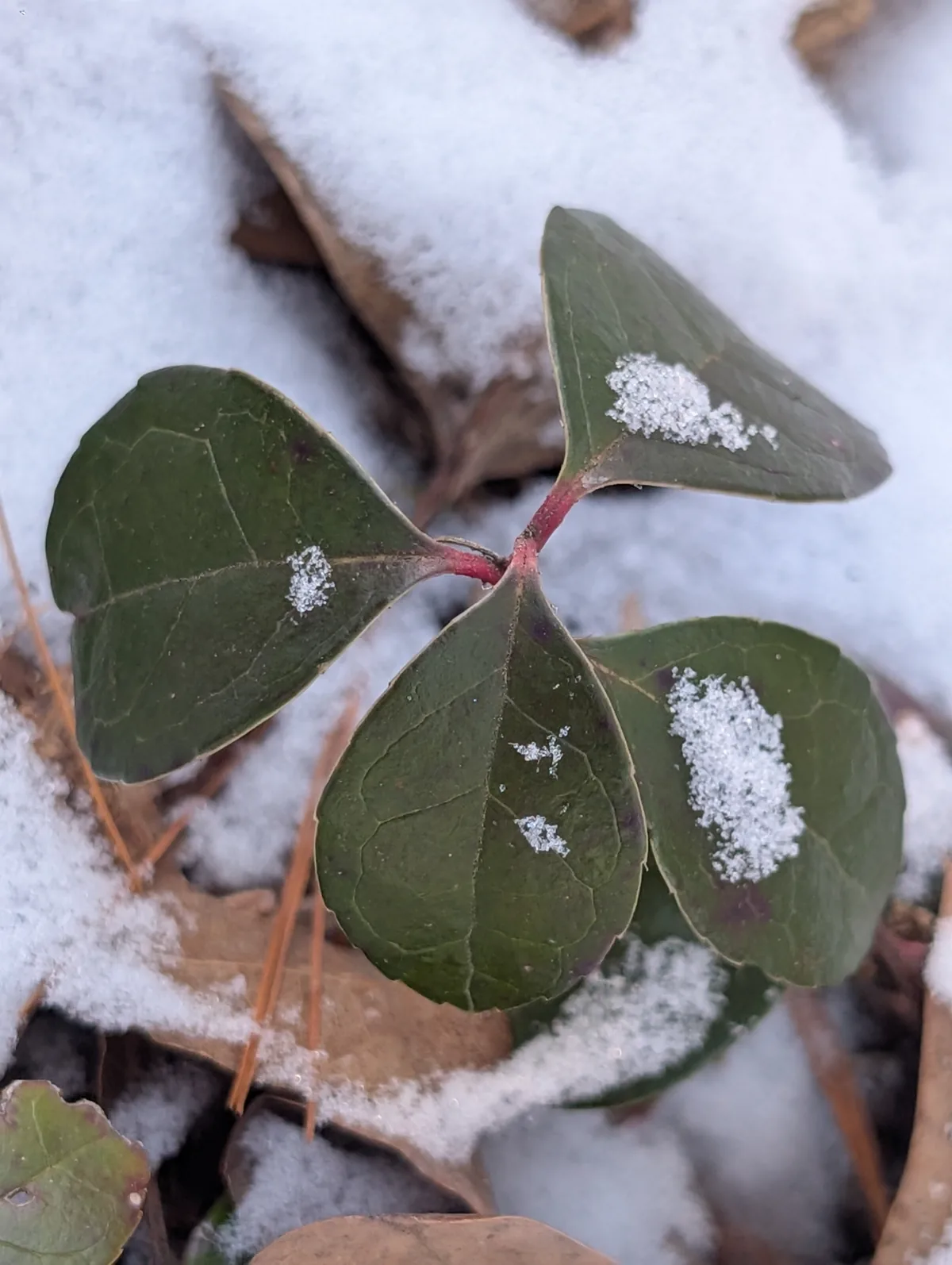 Wintergreen (Gaultheria procumbens), photograph