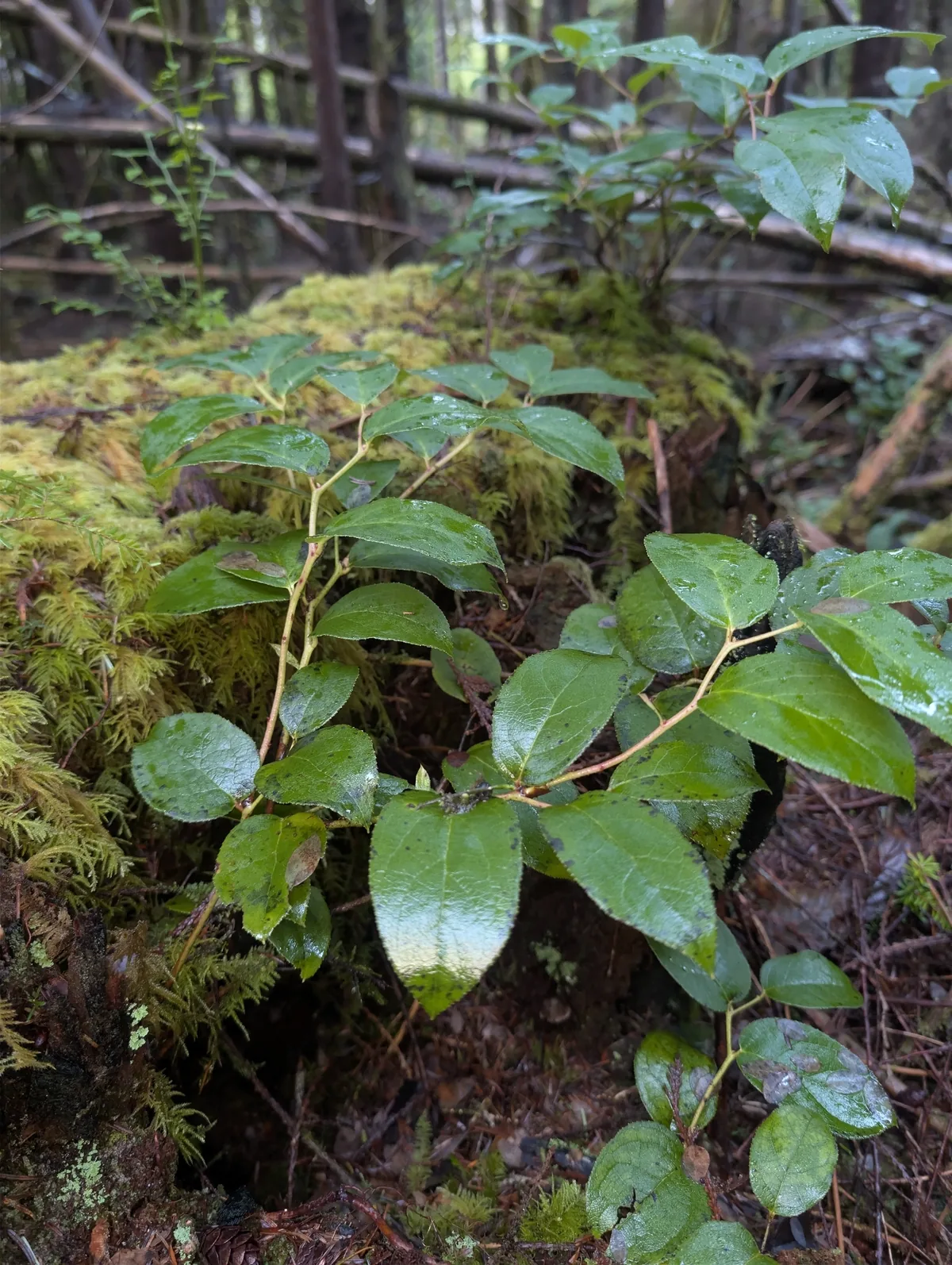 Salal (Gaultheria shallon), photograph