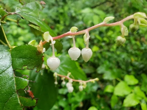 Photo: (c) Gavin Slater, some rights reserved · CC BY · via iNaturalist salal (Gaultheria shallon), photograph