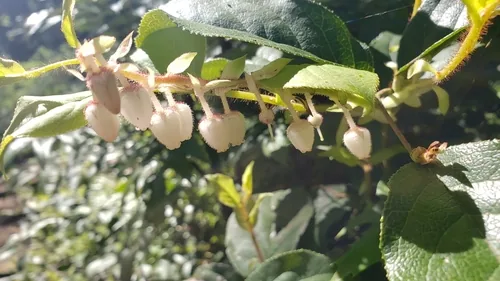 Photo: (c) Gavin Slater, some rights reserved (CC BY) · cc-by · via iNaturalist Salal (Gaultheria shallon), photograph