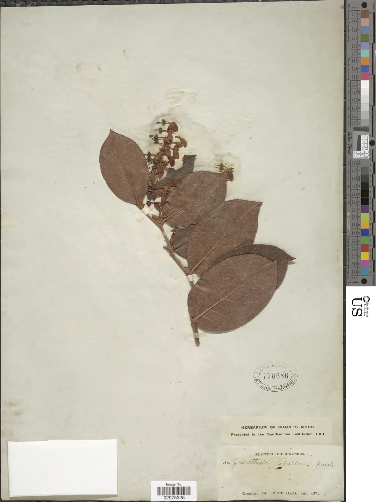 Salal (Gaultheria shallon), photograph