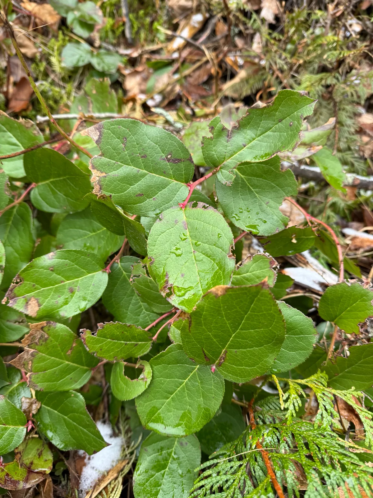 Salal (Gaultheria shallon), photograph