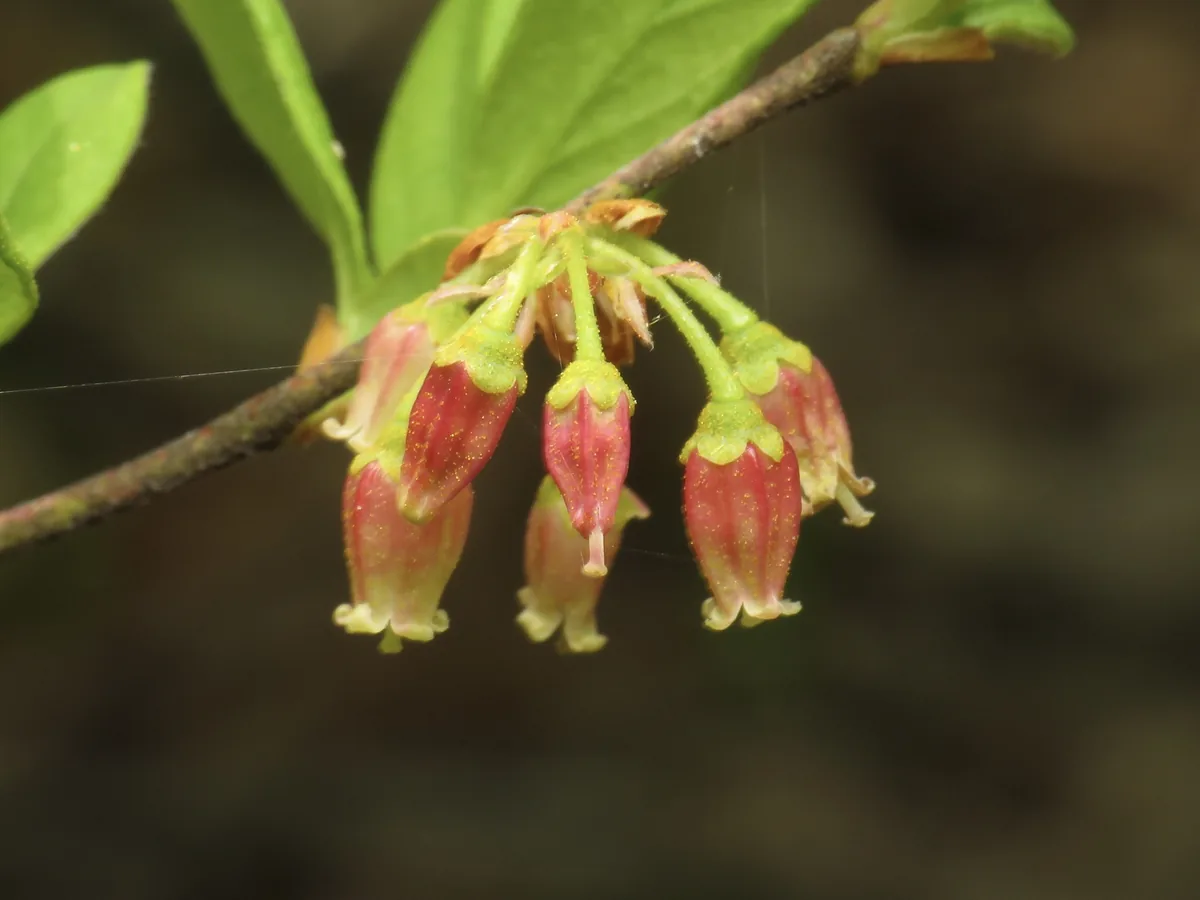 Photo: jonsense, via iNaturalist · CC BY · via GBIF Huckleberry (Gaylussacia baccata), photograph