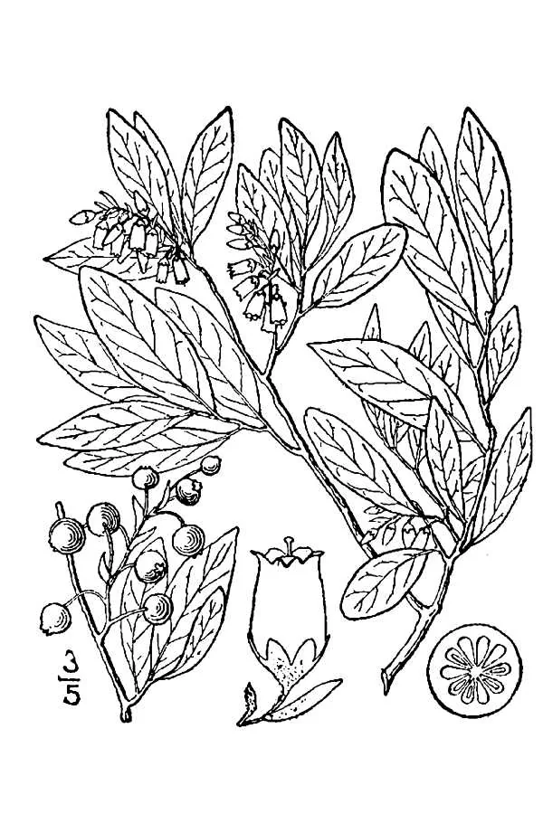 Huckleberry (Gaylussacia baccata), botanical illustration
