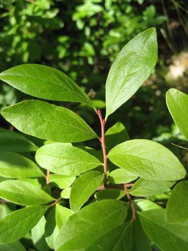 Huckleberry (Gaylussacia baccata), photograph