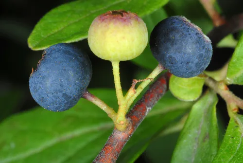 Huckleberry, photograph
