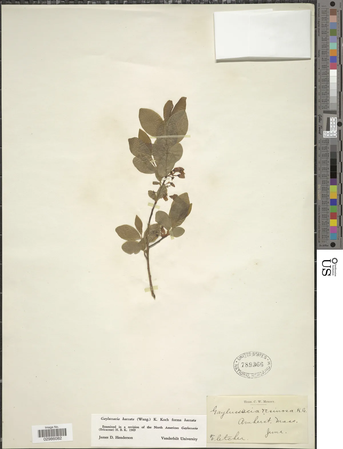 Huckleberry (Gaylussacia baccata), photograph