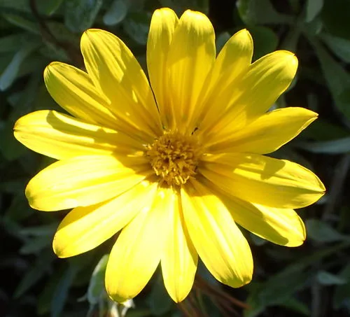 Photo: (c) Nicola van Berkel, some rights reserved · CC BY-SA · via iNaturalist gazania (Gazania rigens), photograph