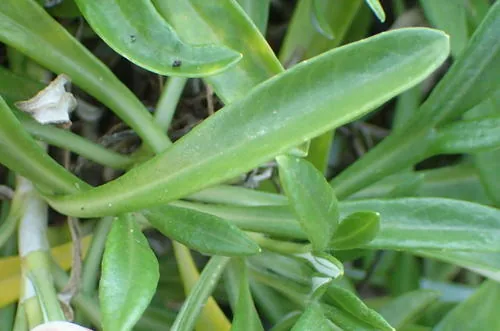 gazania (Gazania rigens), photograph