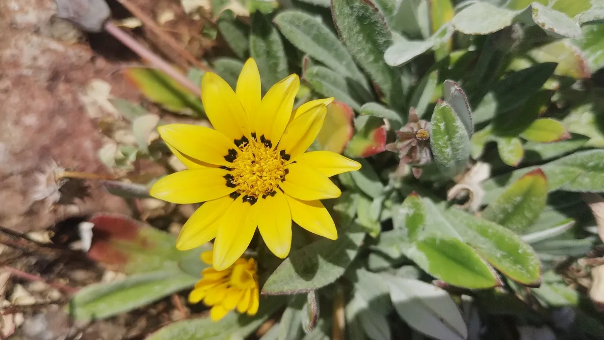 gazania (Gazania rigens), photograph
