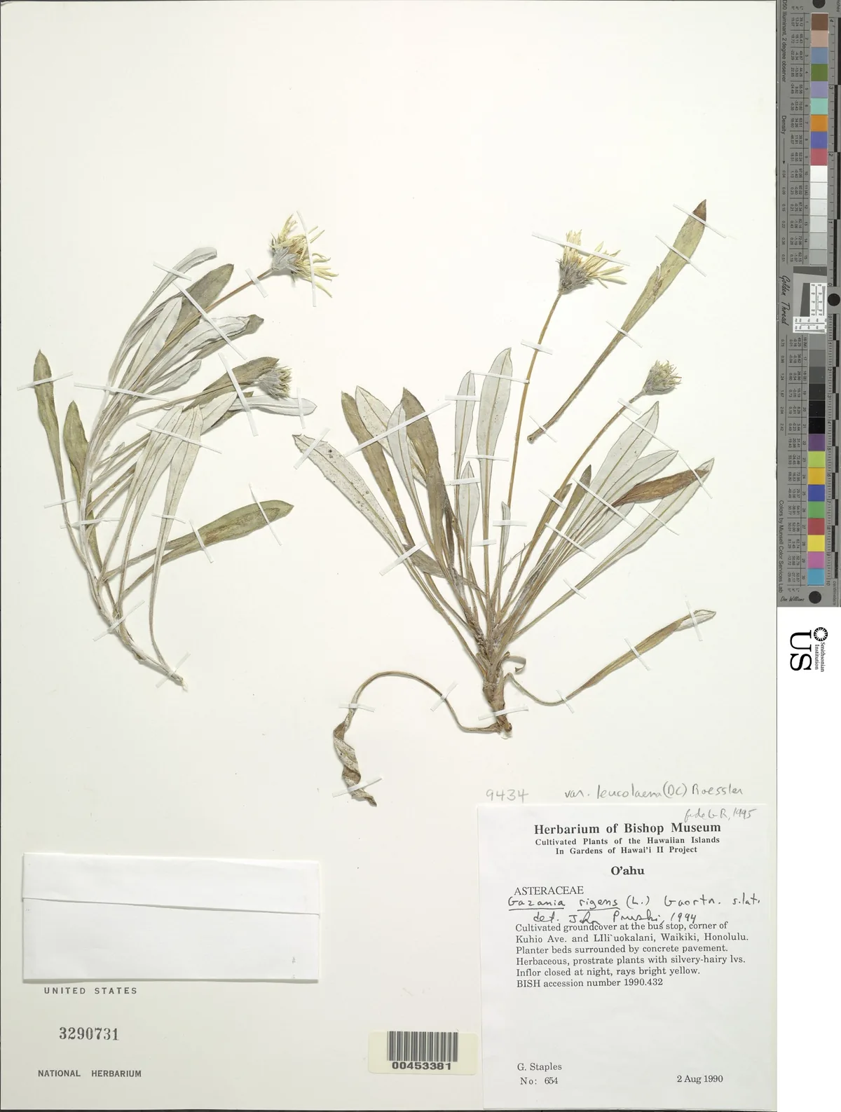 gazania (Gazania rigens), photograph
