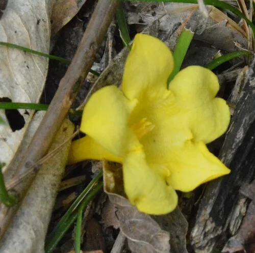 Carolina Jessamine (Gelsemium sempervirens), photograph