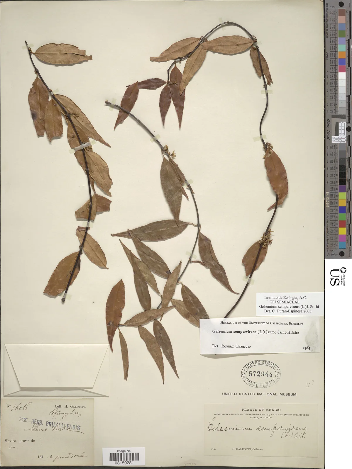Carolina Jessamine (Gelsemium sempervirens), photograph