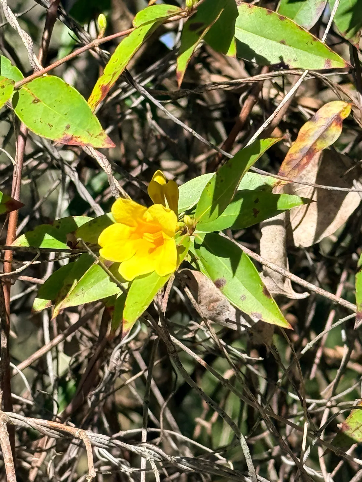 Carolina Jessamine (Gelsemium sempervirens), photograph