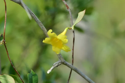 Photo: (c) brycelee, some rights reserved (CC BY) · cc-by · via iNaturalist Yellow jessamine, photograph