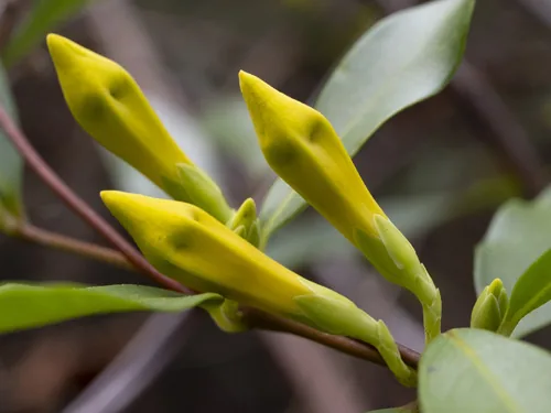 Photo: (c) Alex Abair, some rights reserved (CC BY) · cc-by · via iNaturalist Carolina Jessamine (Gelsemium sempervirens), photograph