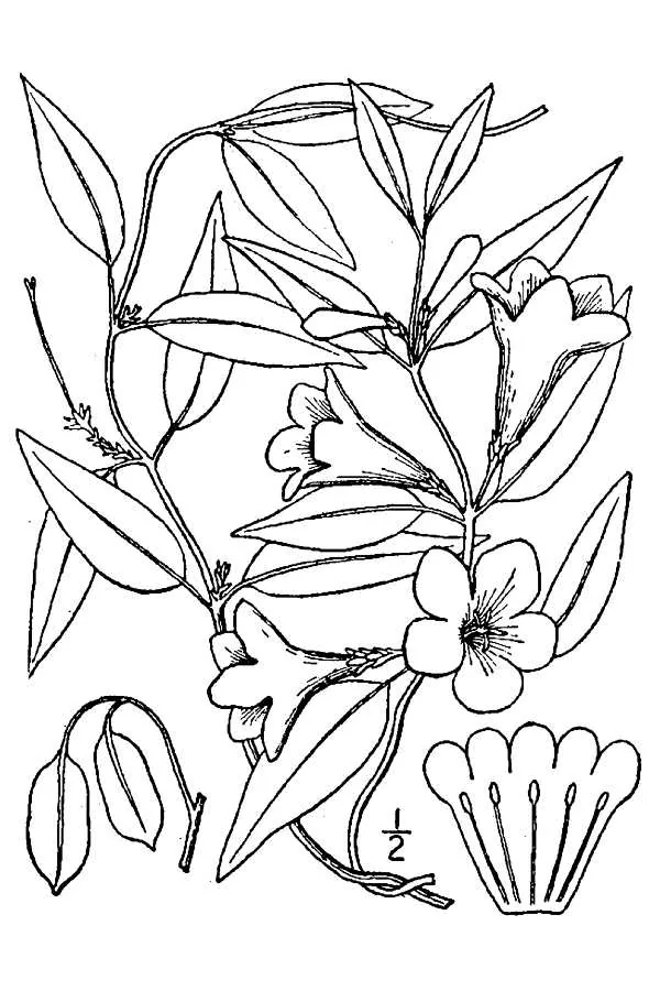 Carolina Jessamine (Gelsemium sempervirens), botanical illustration