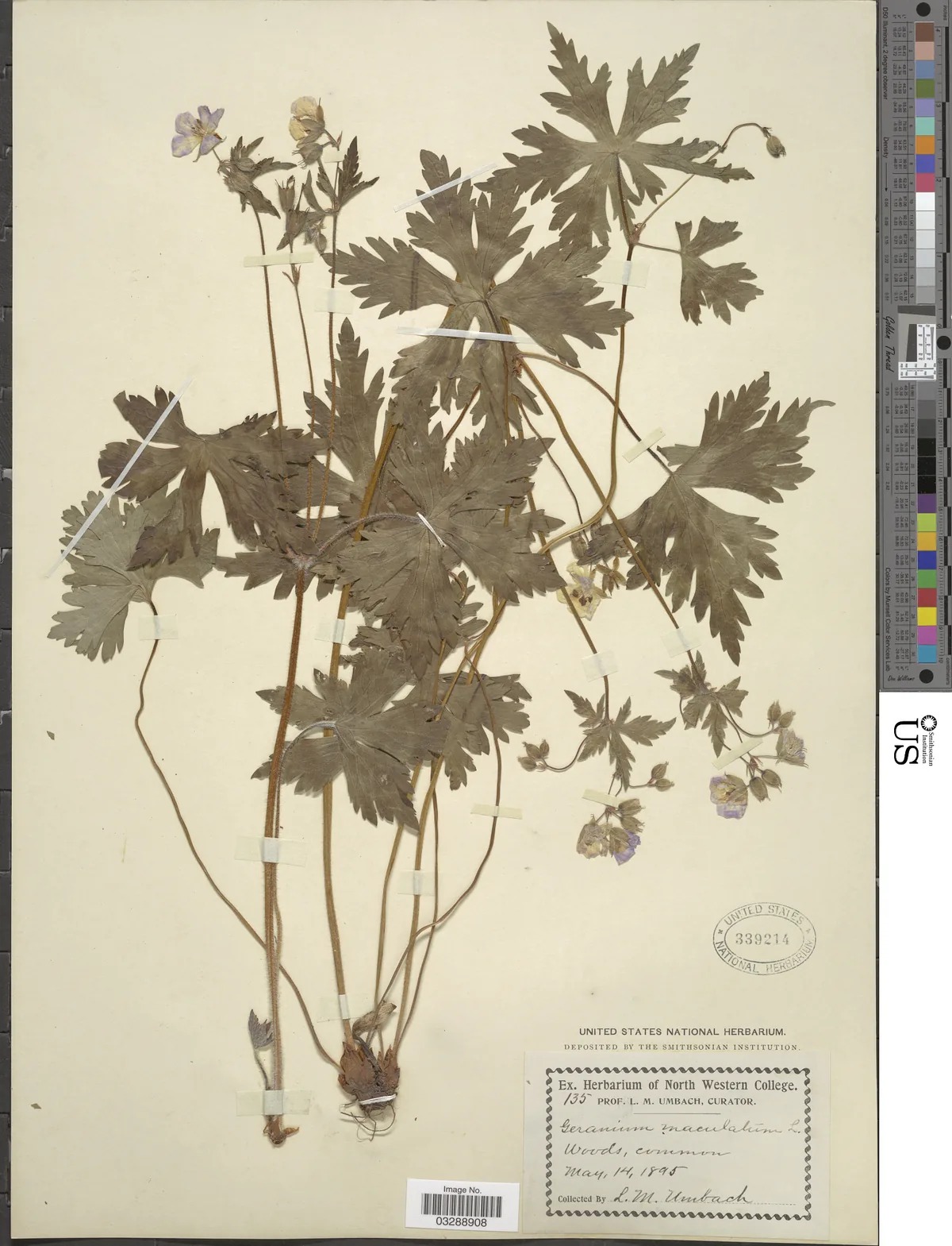 Wild Geranium (Geranium maculatum), photograph