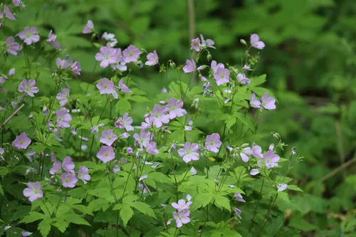 Photo: no rights reserved · CC0 · via iNaturalist wild geranium (Geranium maculatum), photograph