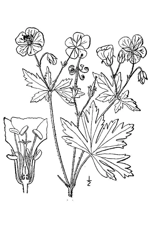 Wild Geranium (Geranium maculatum), botanical illustration