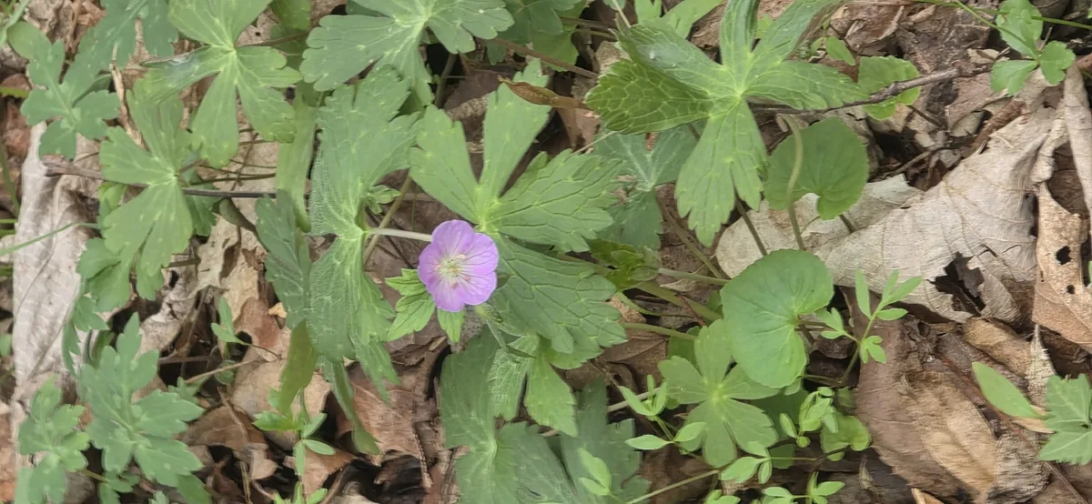 Wild Geranium (Geranium maculatum), photograph