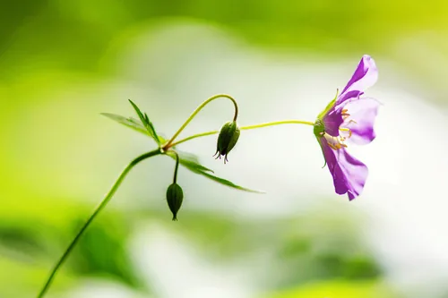 Photo: (c) Melissa McMasters, some rights reserved (CC BY) · cc-by · via iNaturalist Wild Geranium (Geranium maculatum), photograph