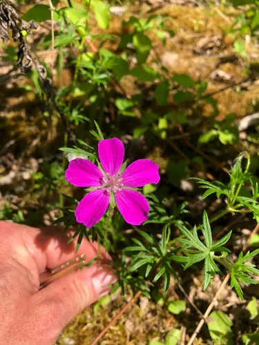 hardy geranium (Geranium sanguineum), photograph