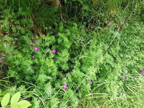 hardy geranium (Geranium sanguineum), photograph