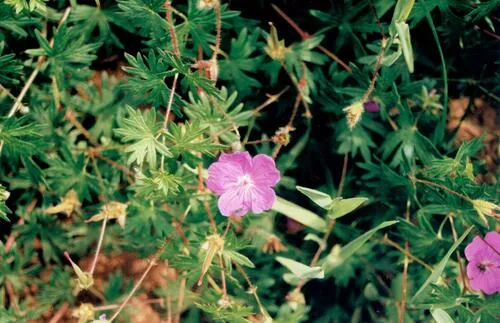 Photo: (c) zebedeugalinha, some rights reserved · CC BY · via iNaturalist hardy geranium (Geranium sanguineum), photograph