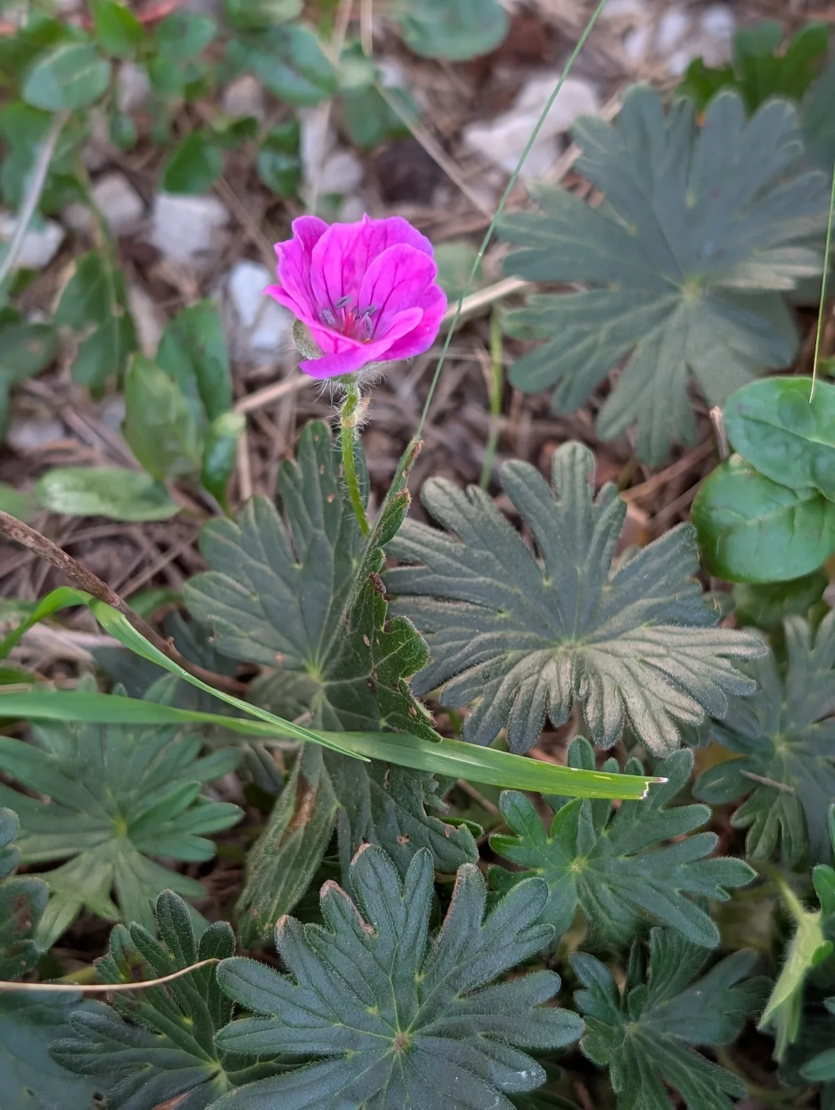 hardy geranium (Geranium sanguineum), photograph