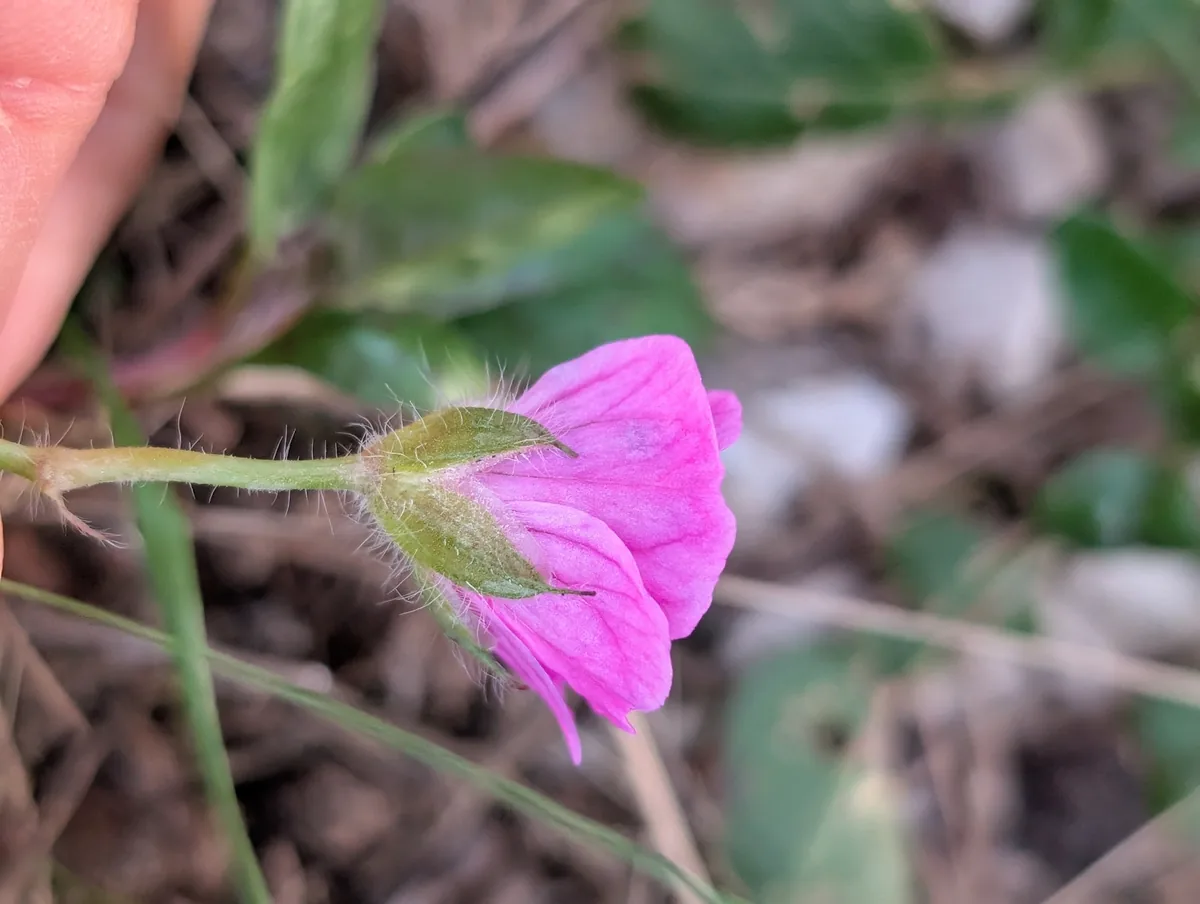 hardy geranium (Geranium sanguineum), photograph
