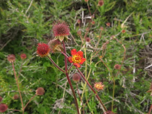 Photo: (c) Nicolás Lavandero, some rights reserved (CC BY) · cc-by · via iNaturalist Avens (Geum chiloense), photograph