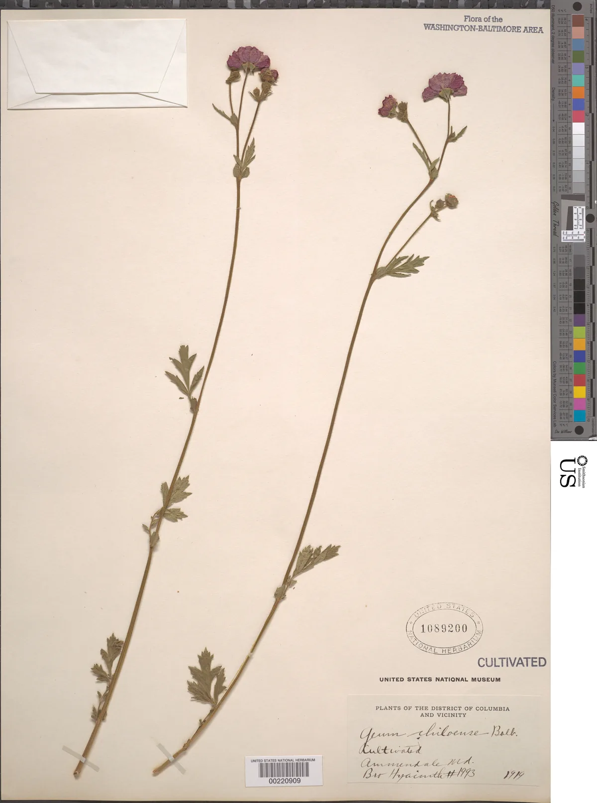 Avens (Geum chiloense), photograph