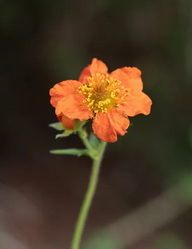 Photo: (c) Morten Ross, some rights reserved · CC BY · via iNaturalist avens (Geum chiloense), photograph