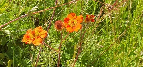 Avens (Geum chiloense), photograph