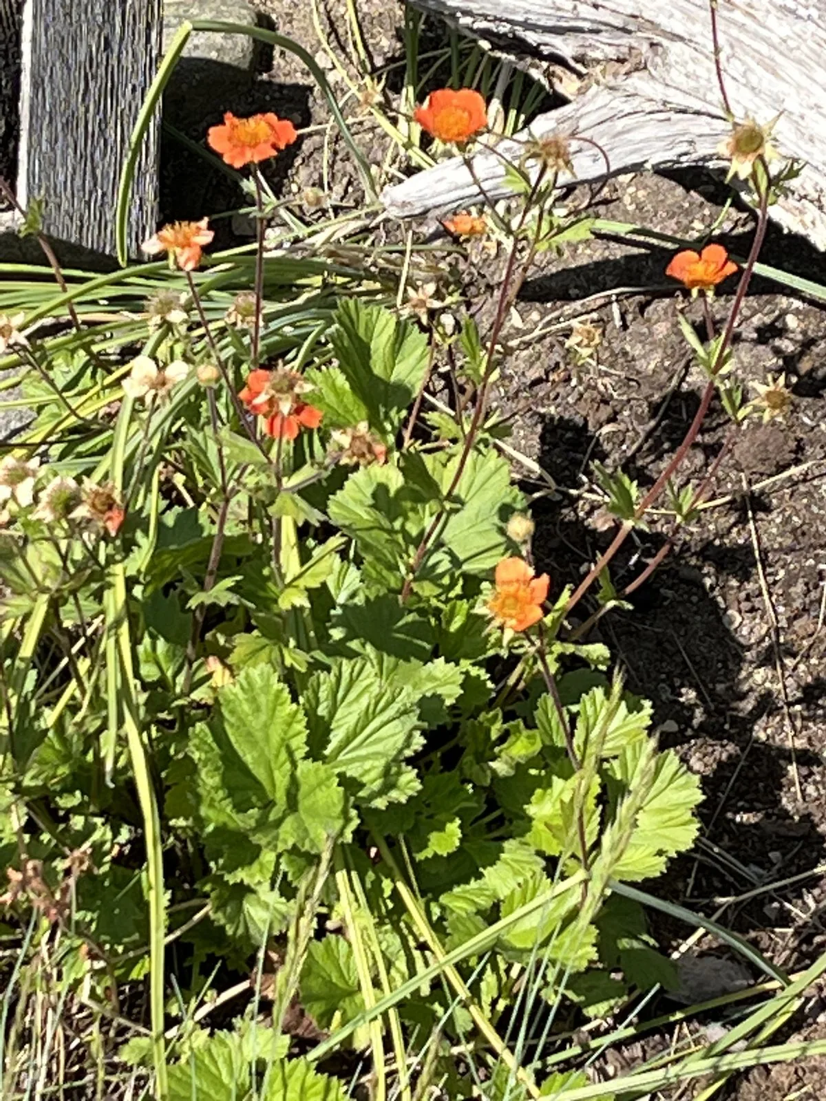 Avens (Geum chiloense), photograph