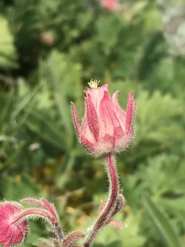 Prairie Smoke (Geum triflorum), photograph