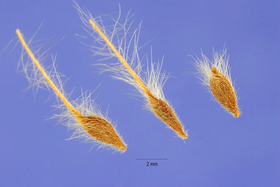 Prairie Smoke (Geum triflorum), photograph