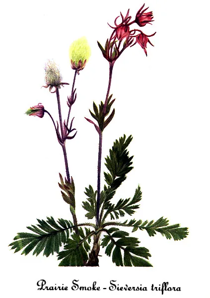 Prairie Smoke (Geum triflorum), botanical illustration