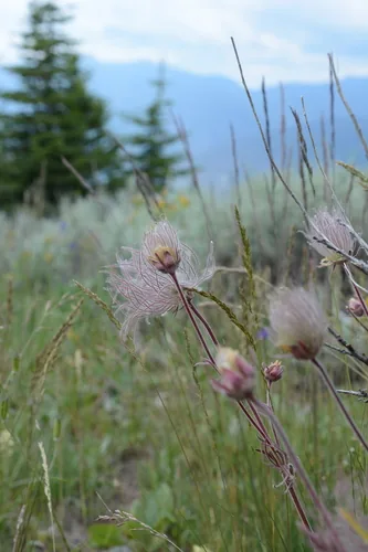 Photo: (c) Alison Northup, some rights reserved (CC BY) · cc-by · via iNaturalist Prairie Smoke (Geum triflorum), photograph