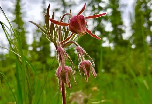 Prairie Smoke (Geum triflorum), photograph