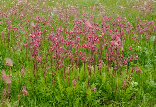 Photo: (c) Alan Covington, some rights reserved · CC BY · via iNaturalist prairie smoke (Geum triflorum), photograph