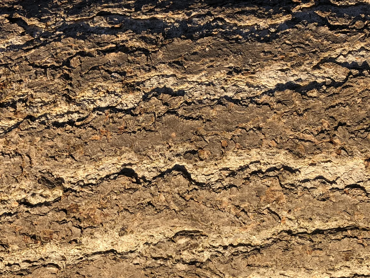 ginkgo (Ginkgo biloba), photograph